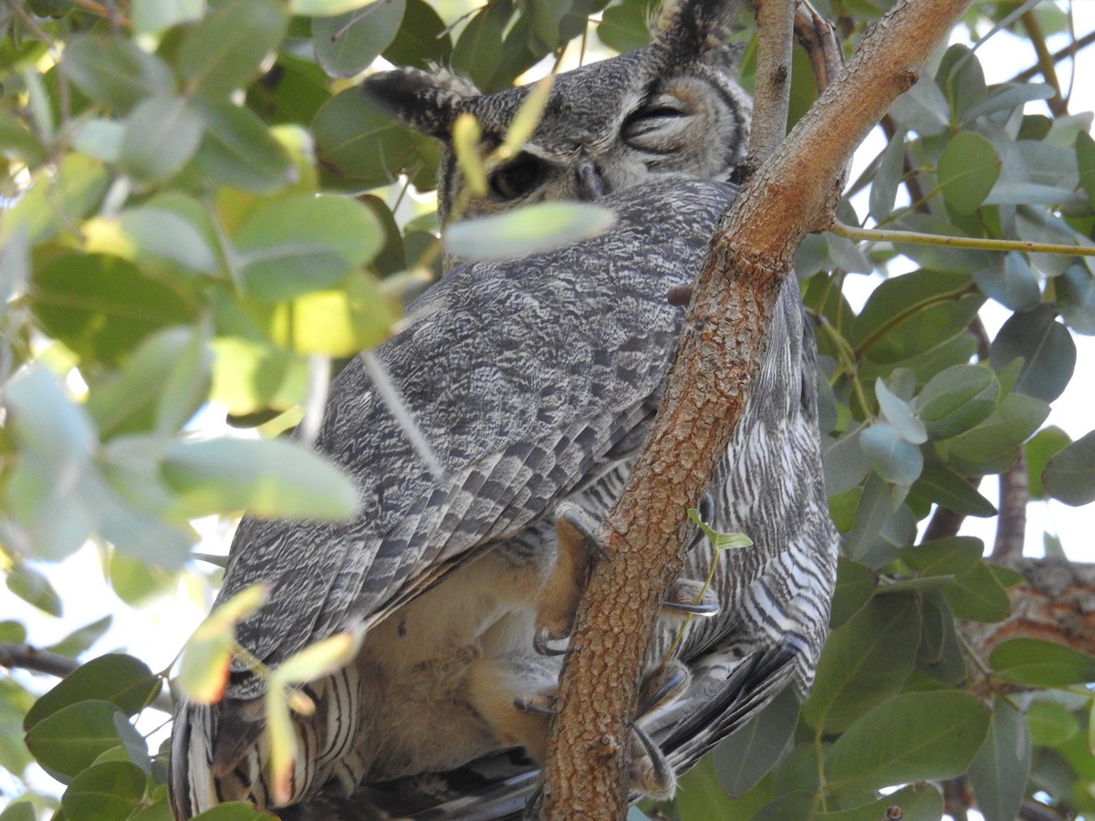 Great Horned Owl - ML613574761