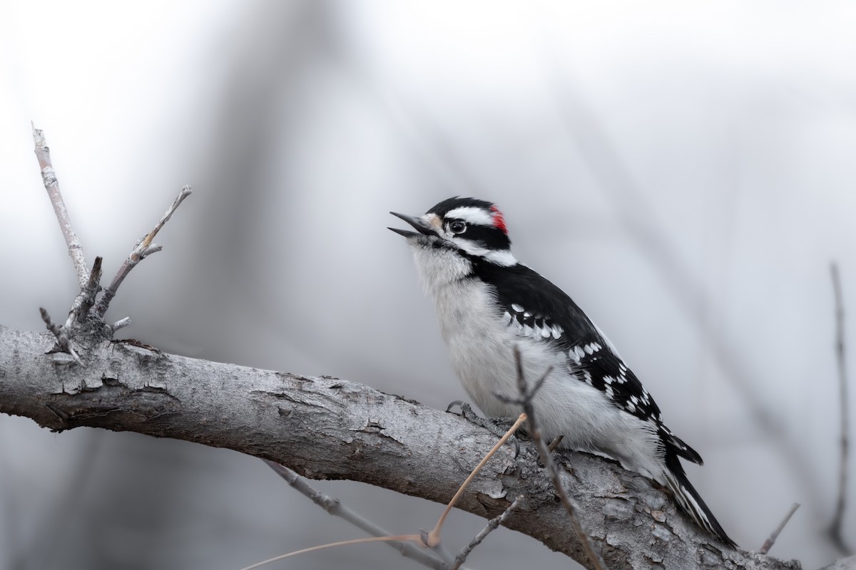 Downy Woodpecker - Hannah Criswell