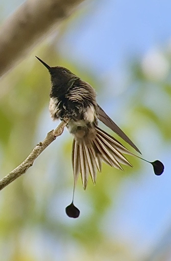 kolibřík pálkoocasý - ML613575208