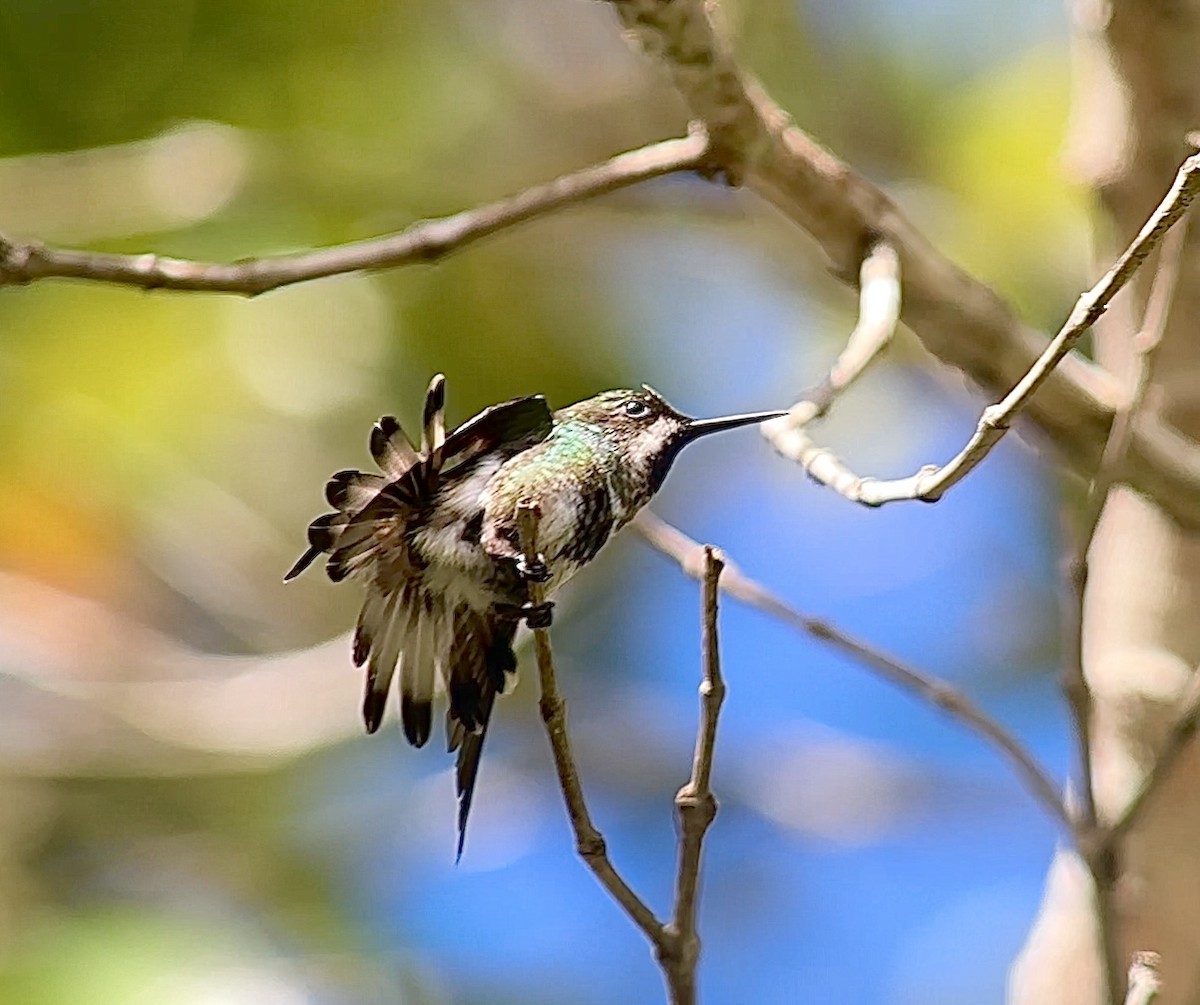 kolibřík pálkoocasý - ML613575209