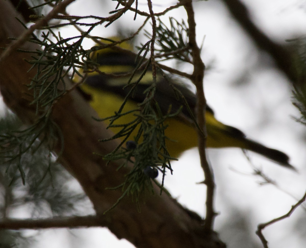 Western Tanager - ML613575389