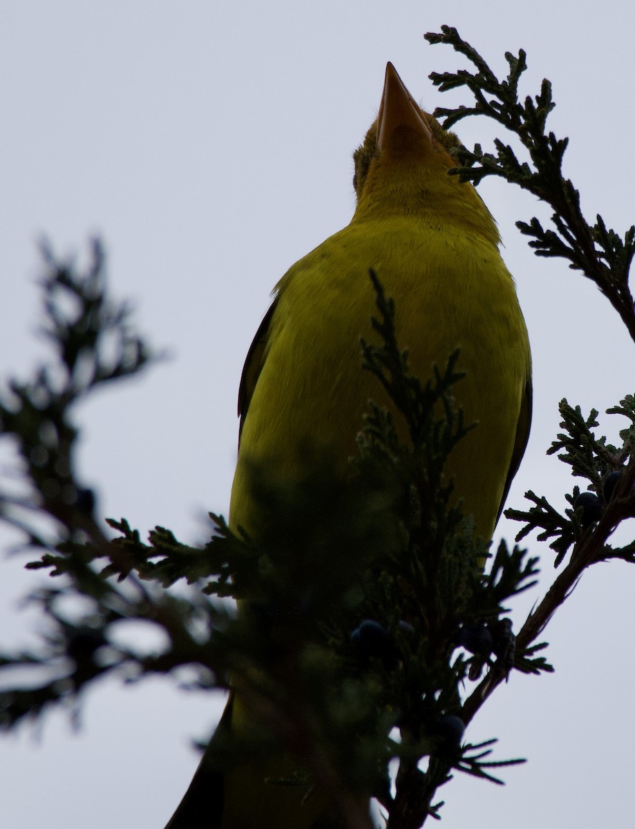 Western Tanager - ML613575391