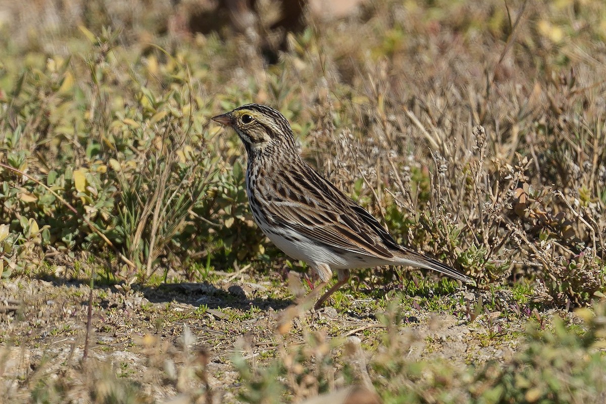Savannah Sparrow - ML613575958