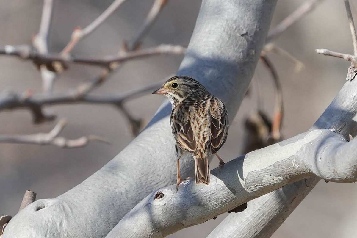 Savannah Sparrow - ML613575959