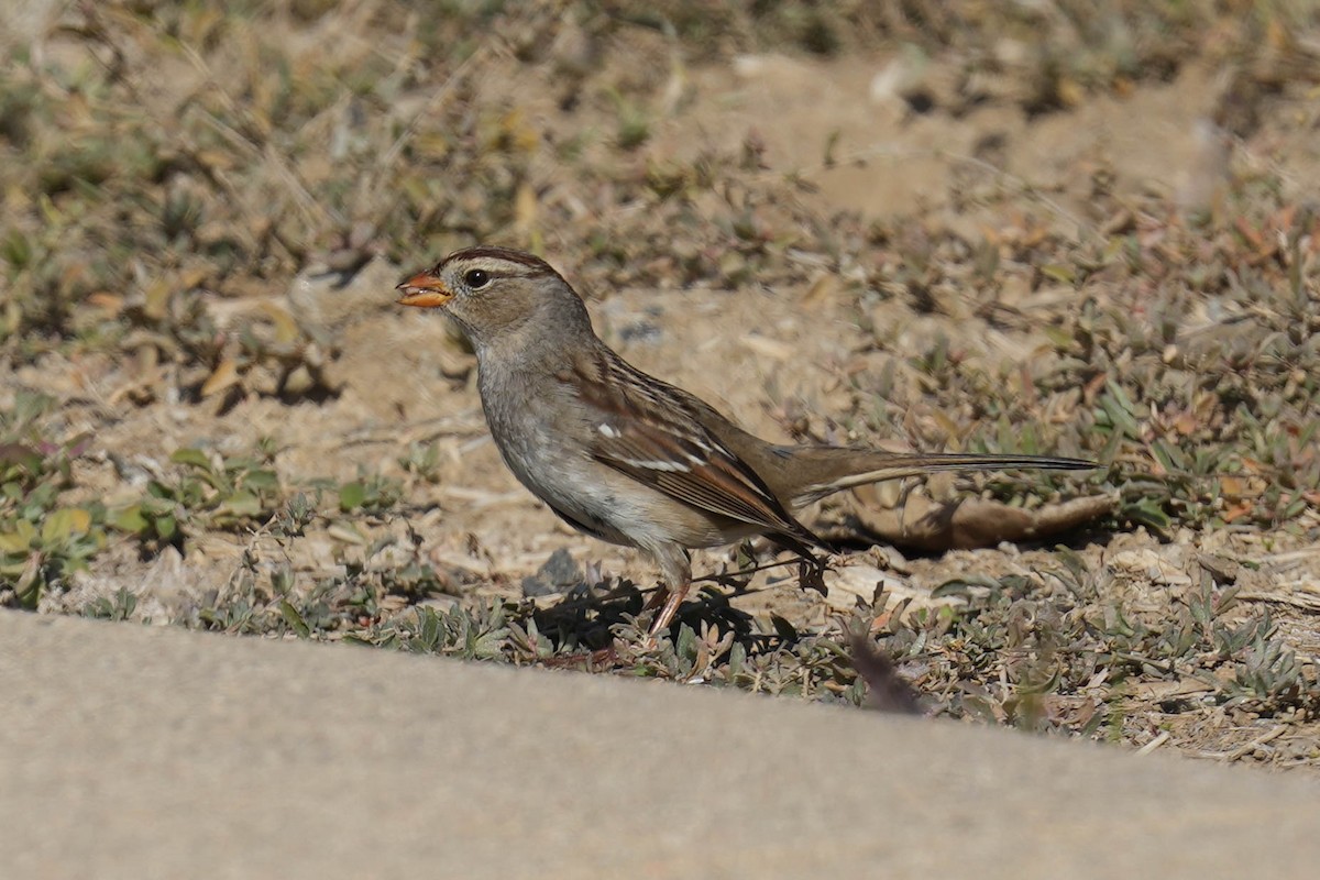 White-crowned Sparrow - ML613575989