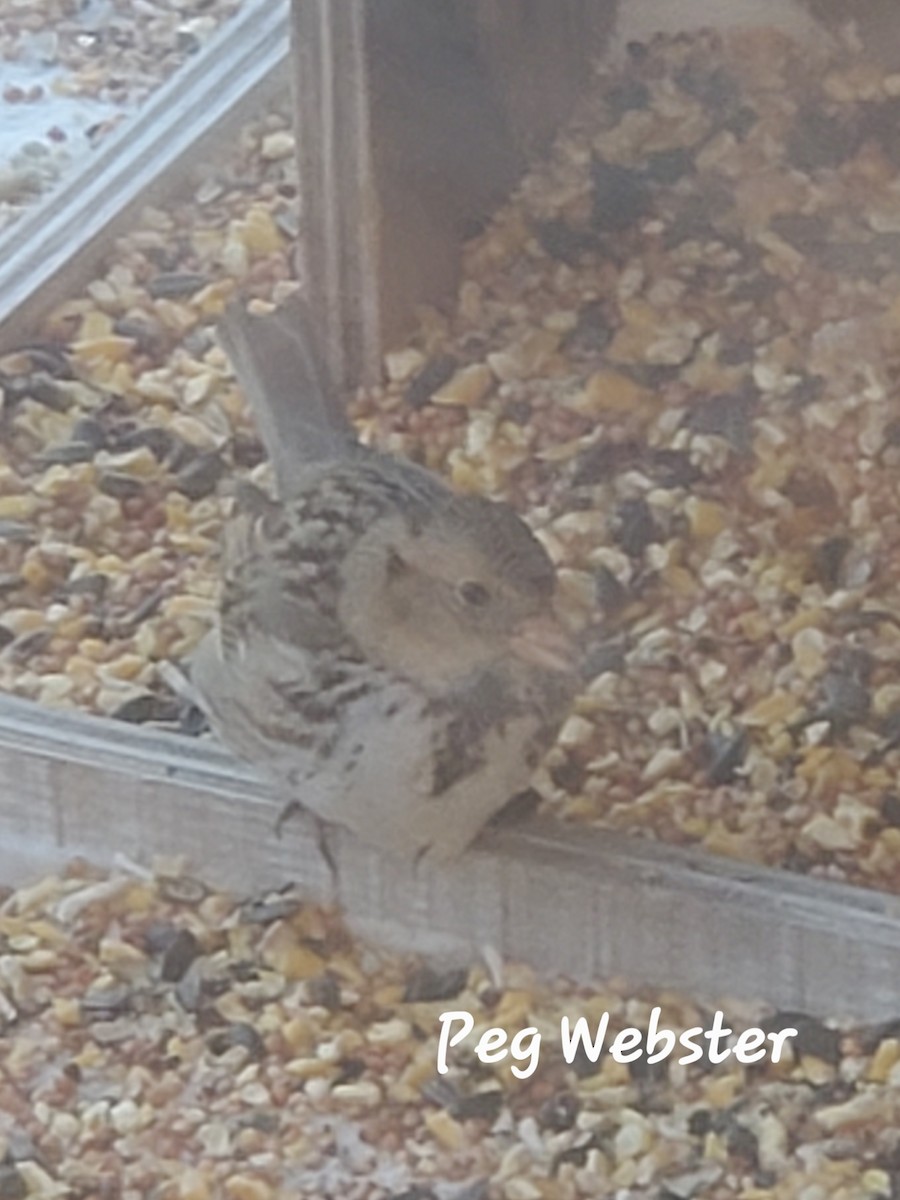 Harris's Sparrow - Peg  Webster