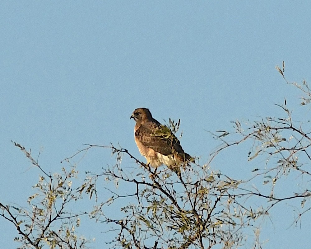 Red-tailed Hawk - ML613576166