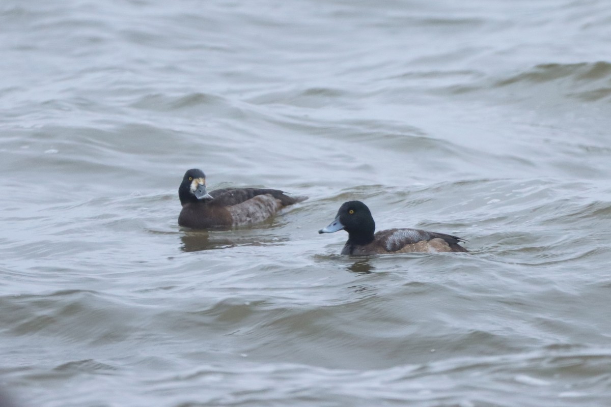Greater Scaup - ML613576301