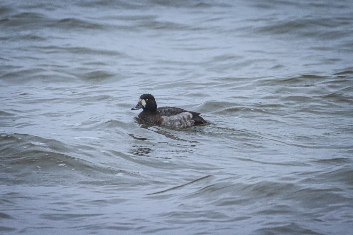 Greater Scaup - ML613576302