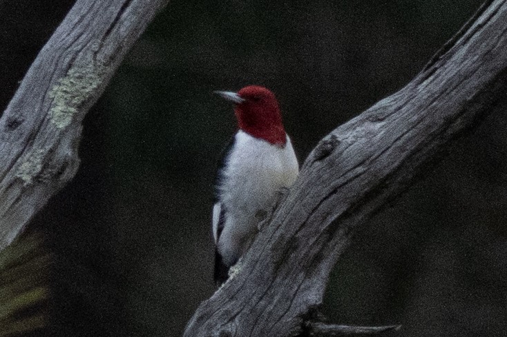 Red-headed Woodpecker - ML613576321