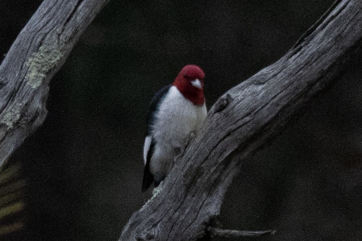 Red-headed Woodpecker - ML613576322