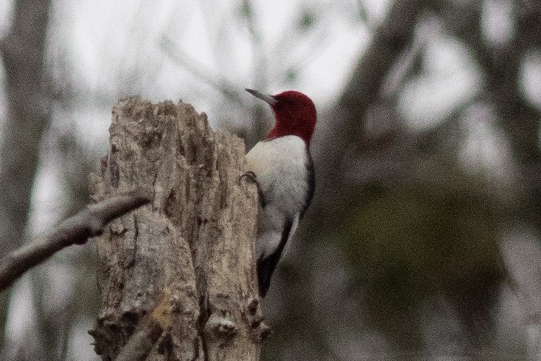 Red-headed Woodpecker - ML613576323