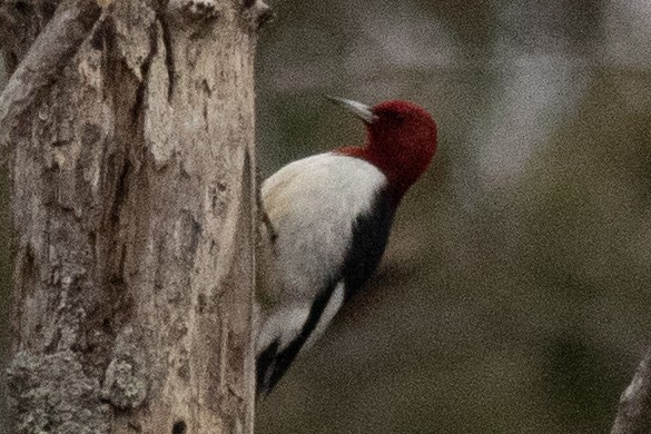 Red-headed Woodpecker - ML613576324