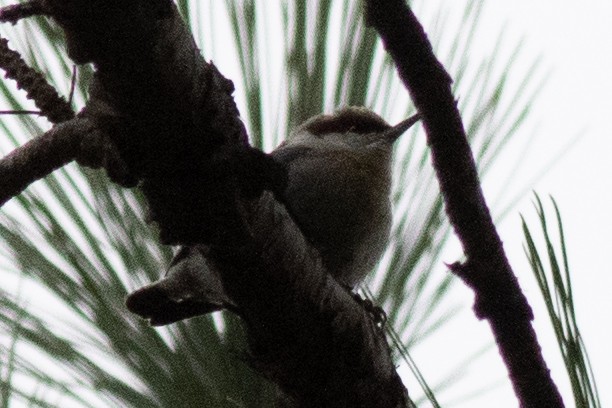 Brown-headed Nuthatch - ML613576349