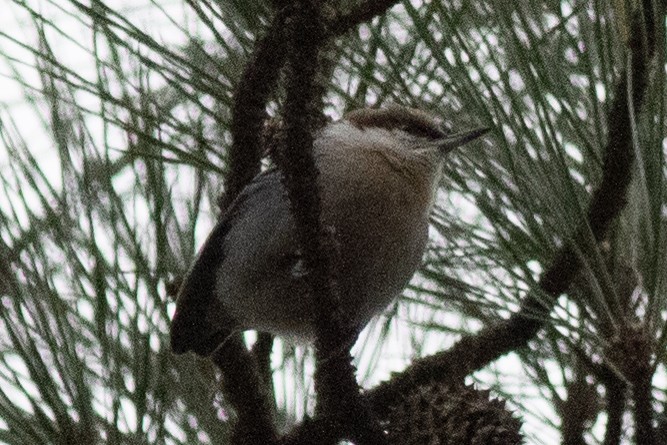 Brown-headed Nuthatch - ML613576350