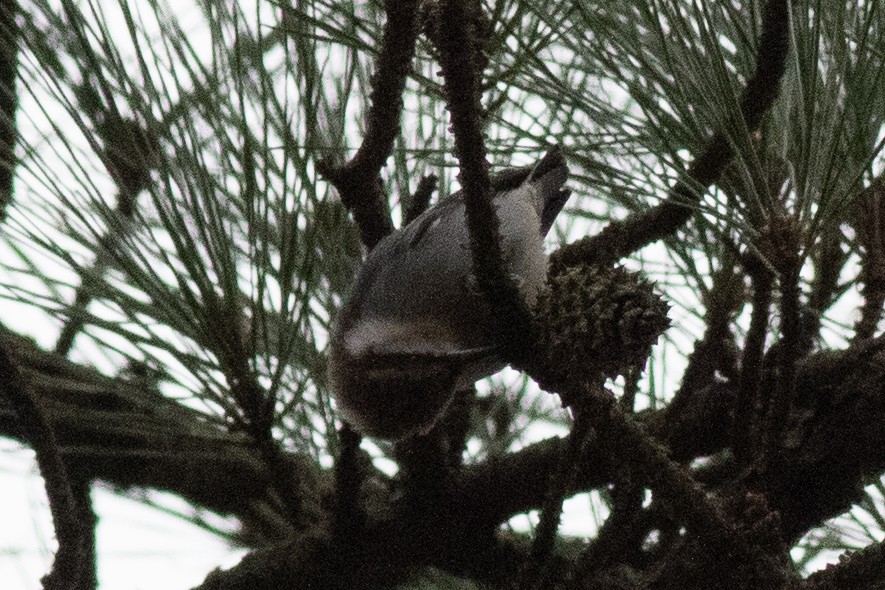 Brown-headed Nuthatch - ML613576352