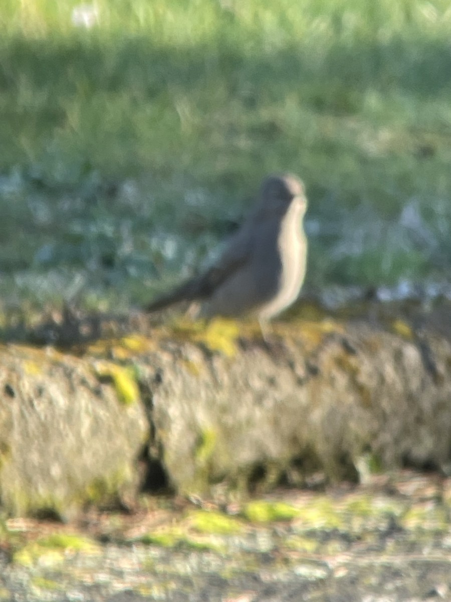 Townsend's Solitaire - ML613576504