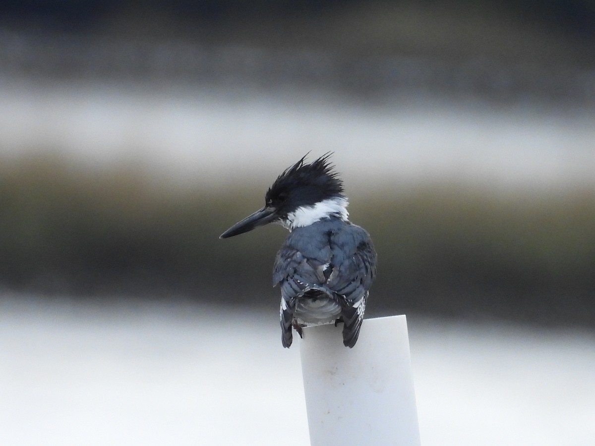 Belted Kingfisher - ML613576506