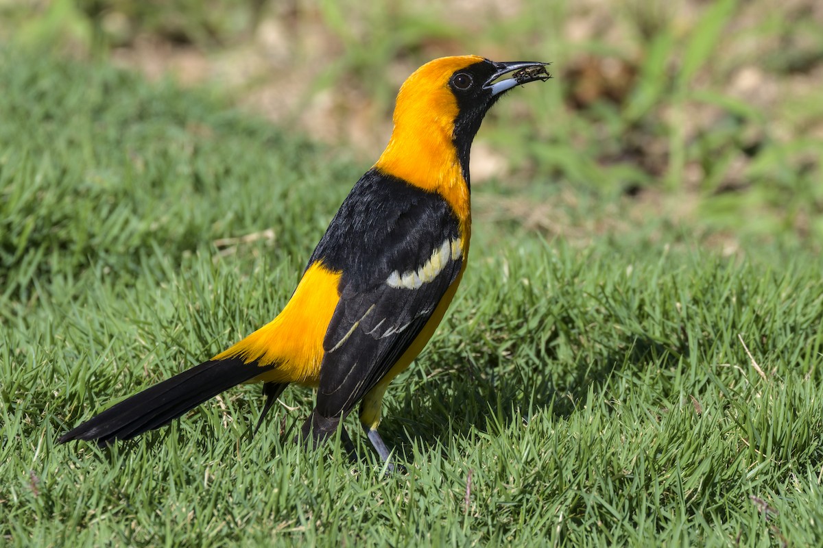 Hooded Oriole - Alex Muench