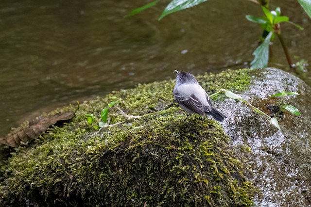 Torrent Tyrannulet