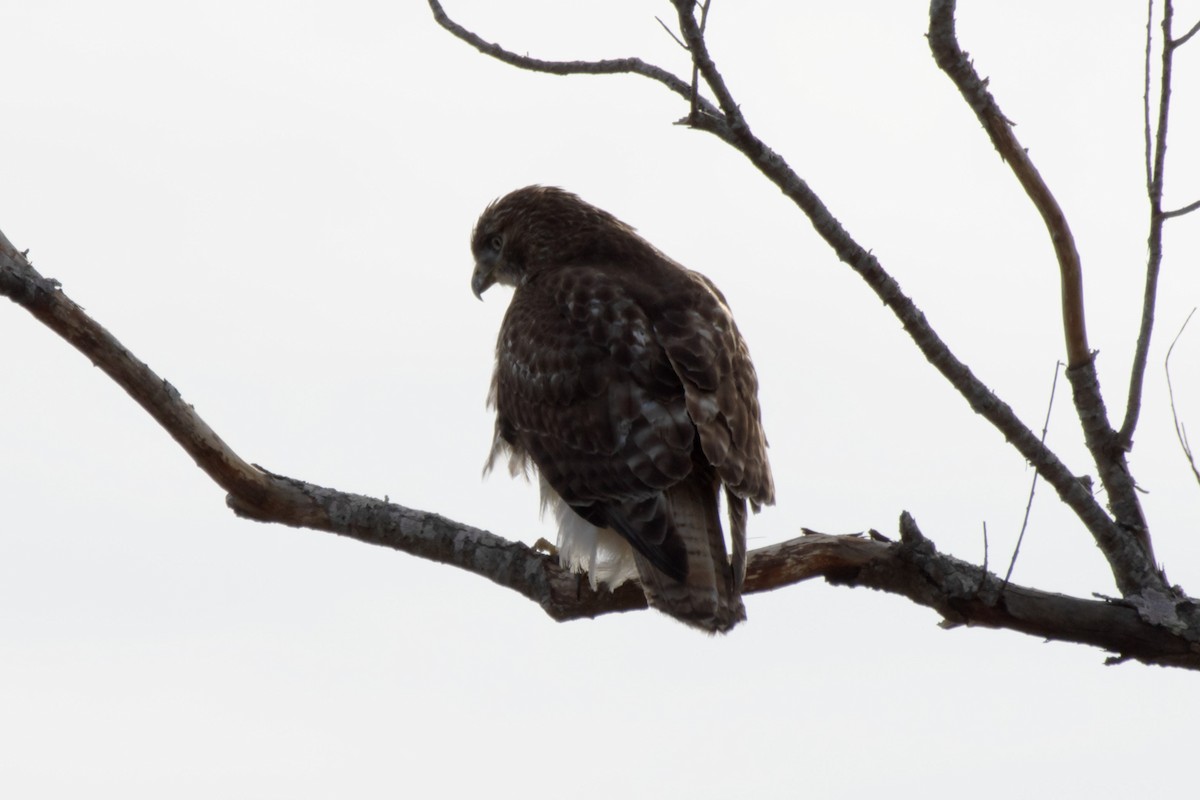 Red-tailed Hawk - ML613577102