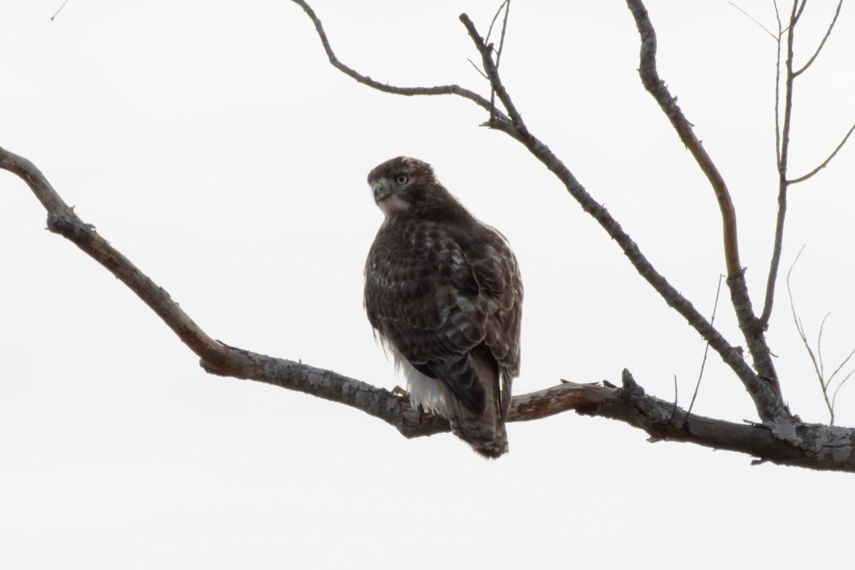 Red-tailed Hawk - ML613577103