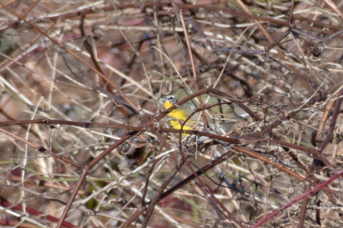 Yellow-breasted Chat - ML613577140