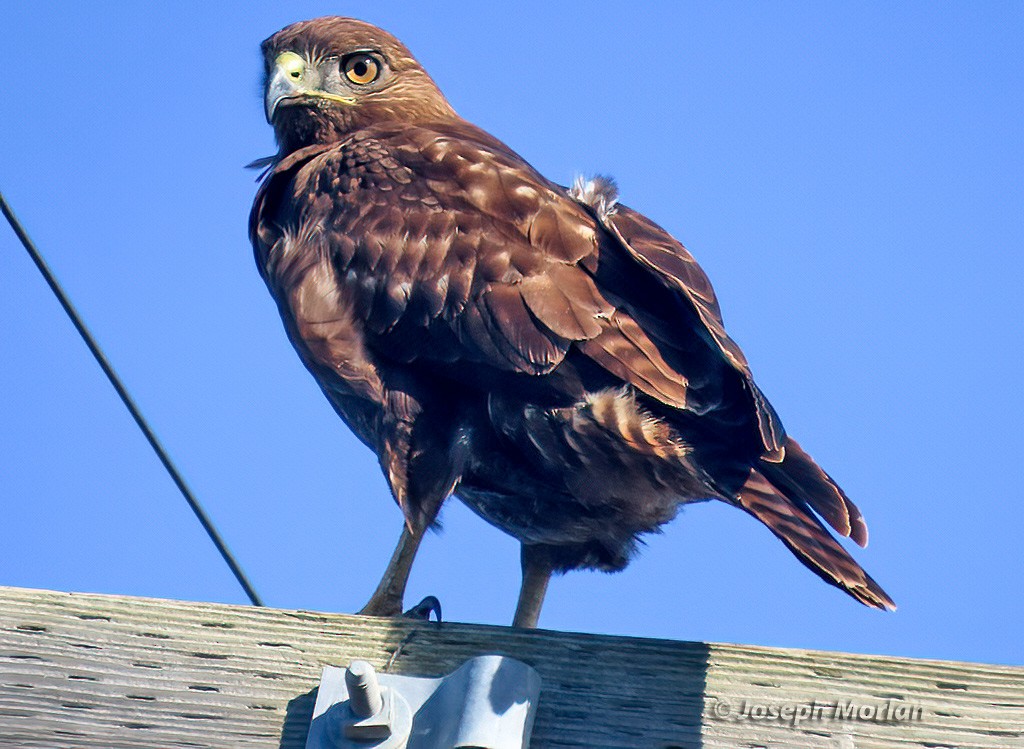 Red-tailed Hawk - ML613577248