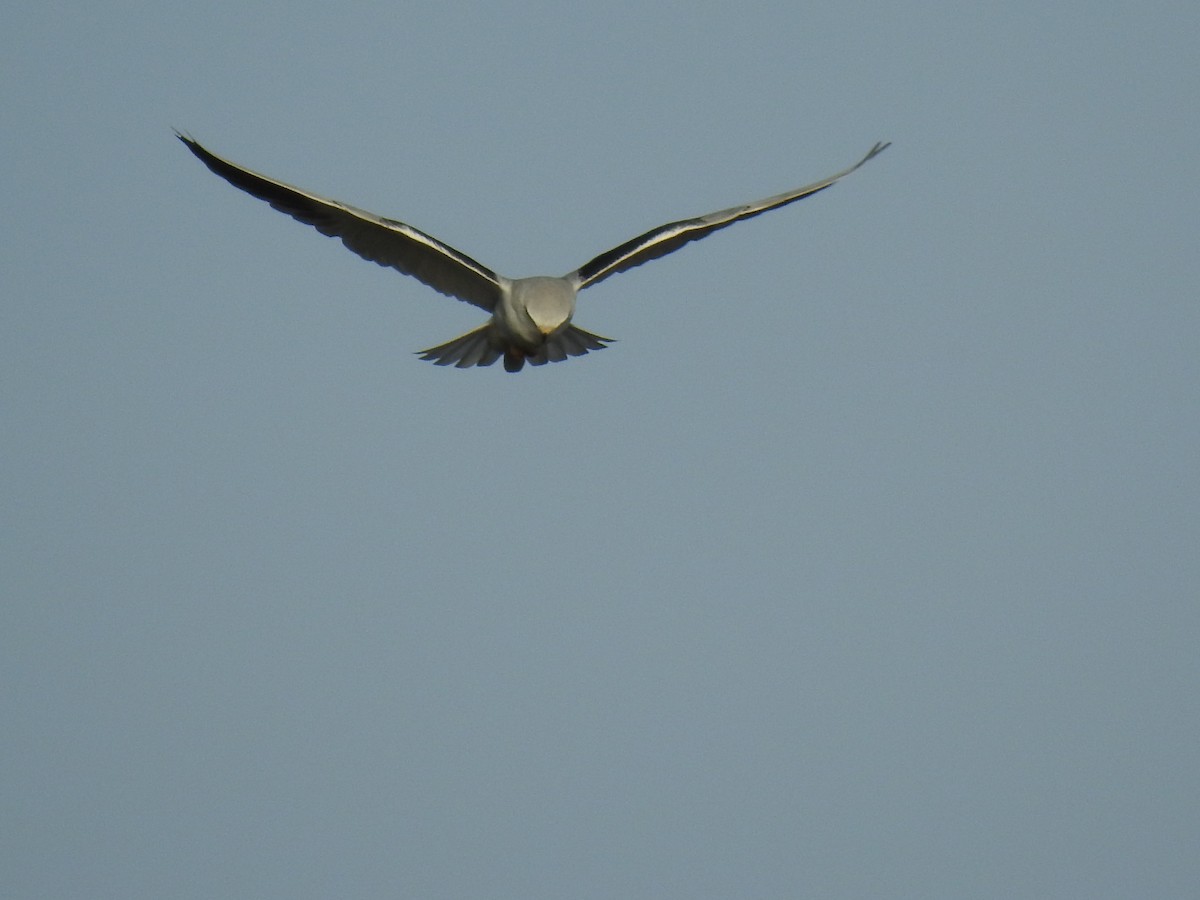Black-winged Kite - ML613577303