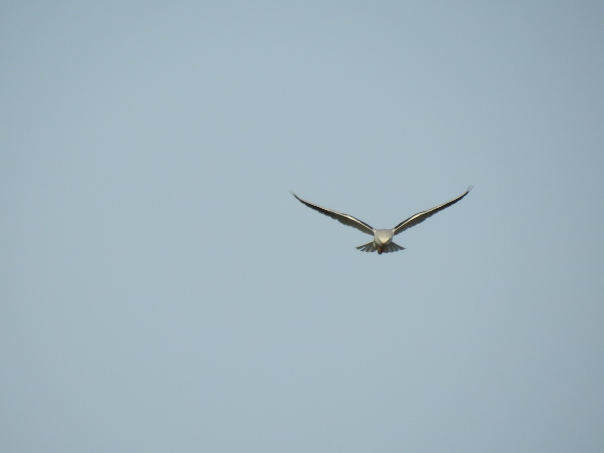 Black-winged Kite - ML613577309