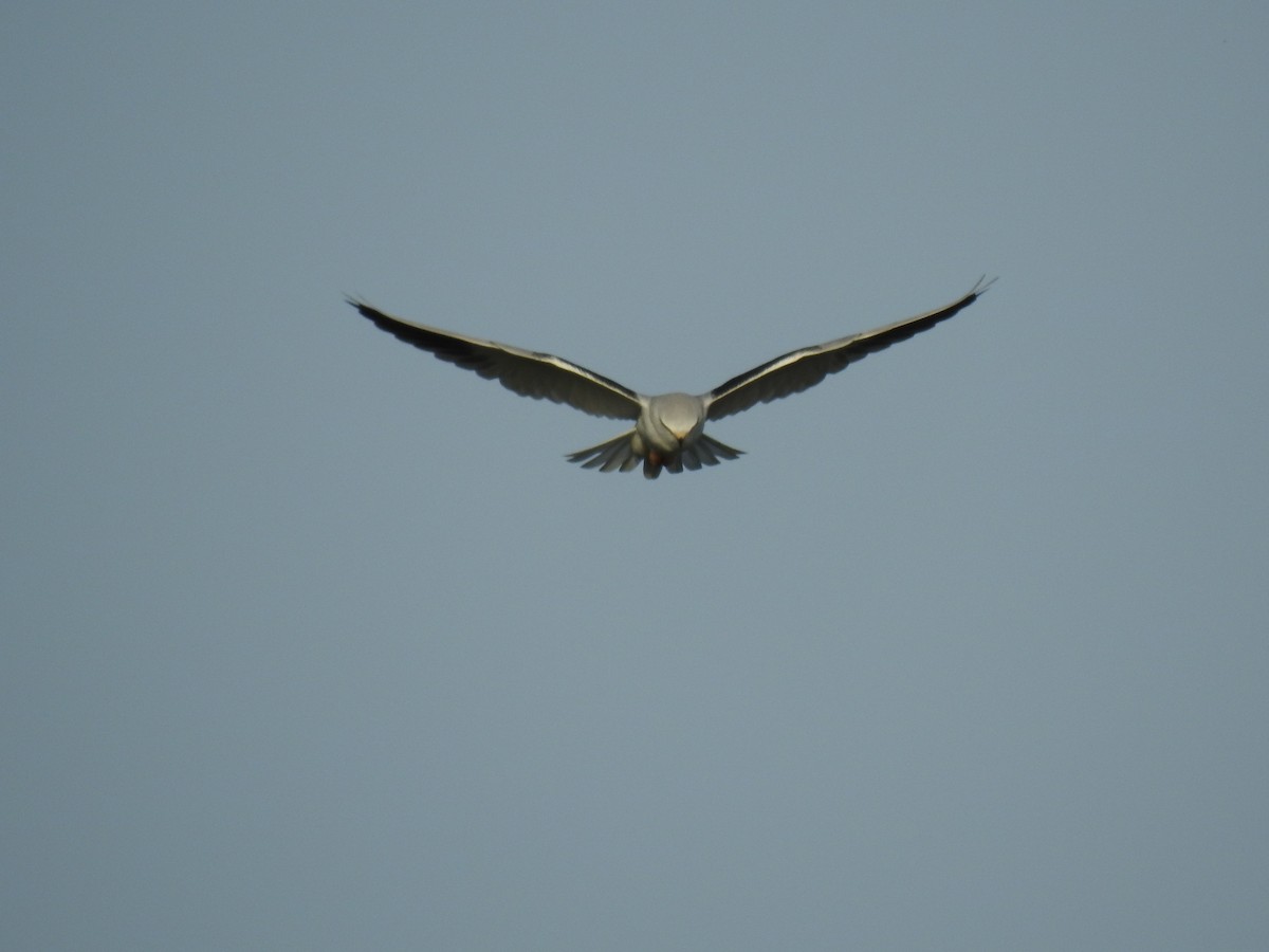 Black-winged Kite - ML613577312