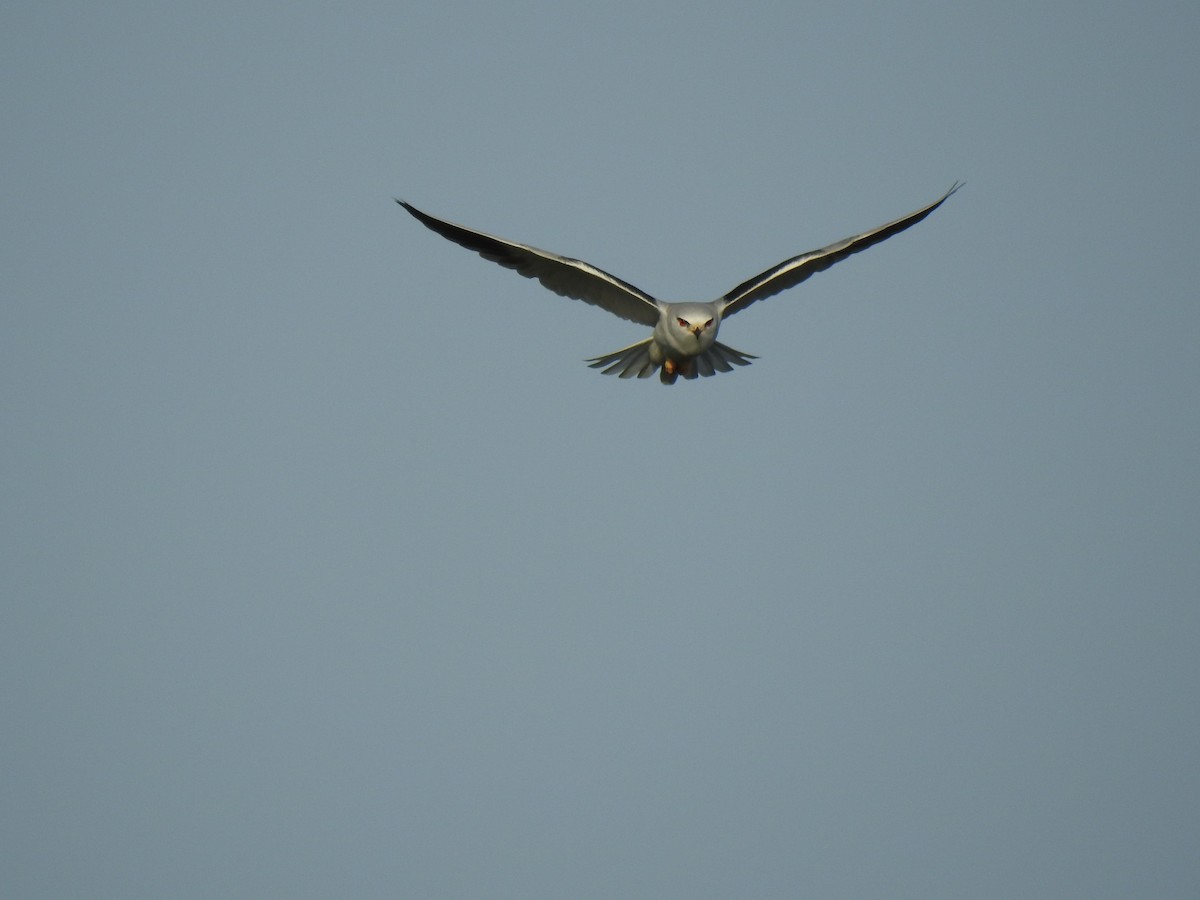 Black-winged Kite - ML613577315