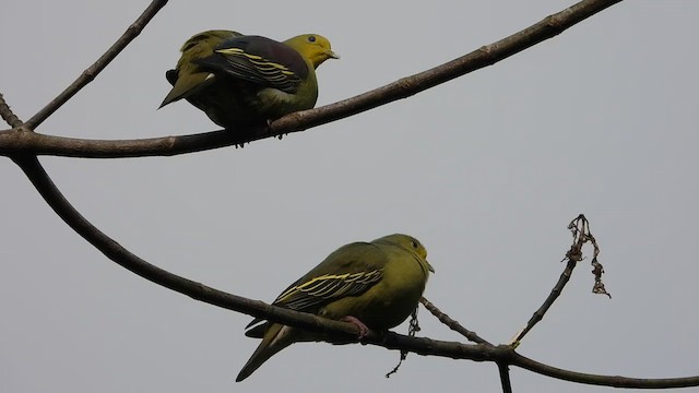 Sri Lanka Green-Pigeon - ML613577781