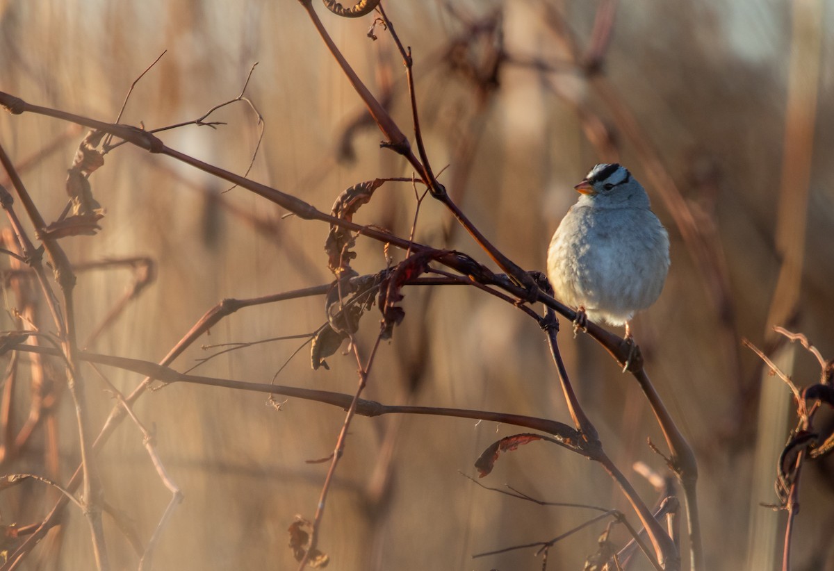 White-crowned Sparrow - ML613577967