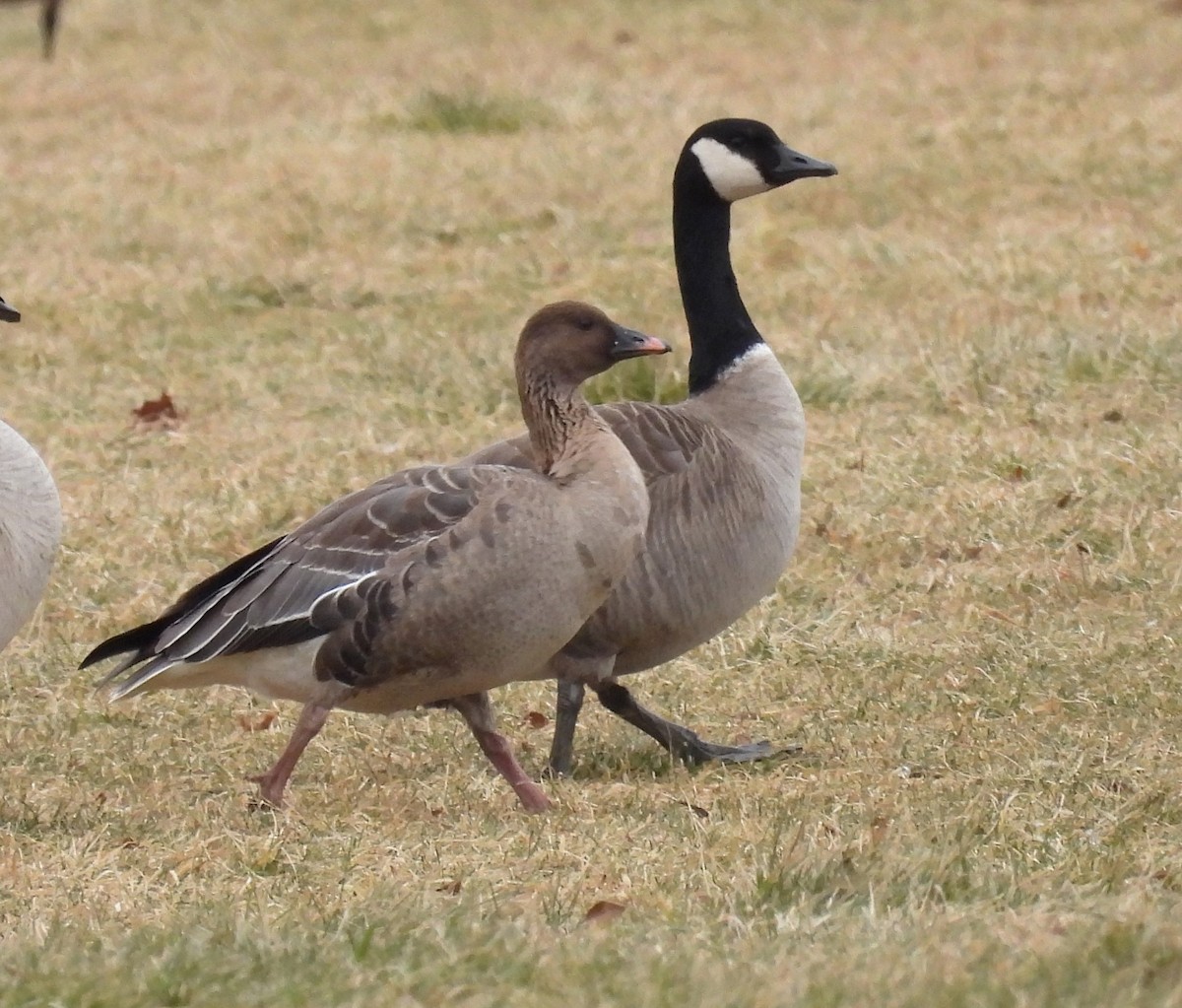 Pink-footed Goose - ML613578125
