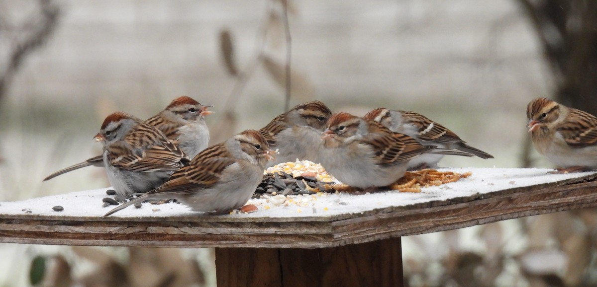 Chipping Sparrow - ML613579004