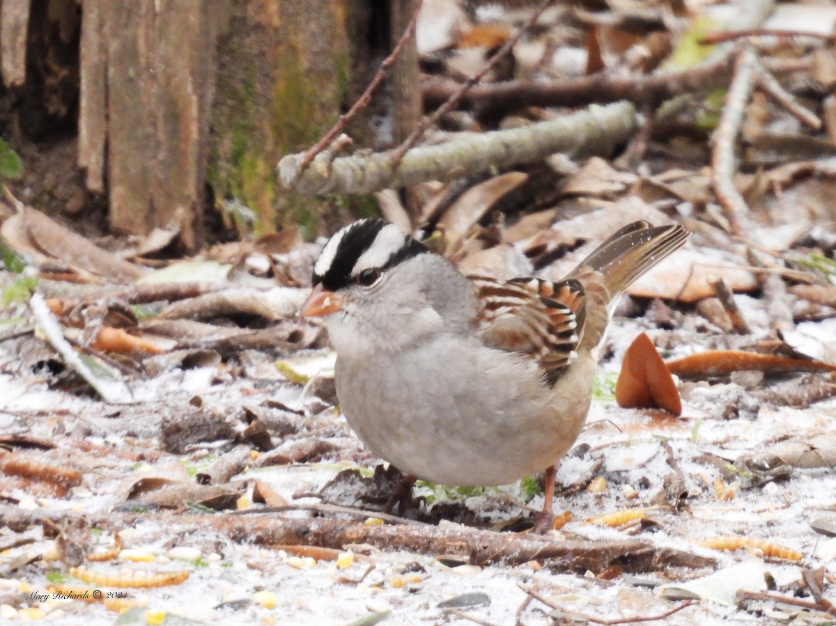 White-crowned Sparrow - ML613579012
