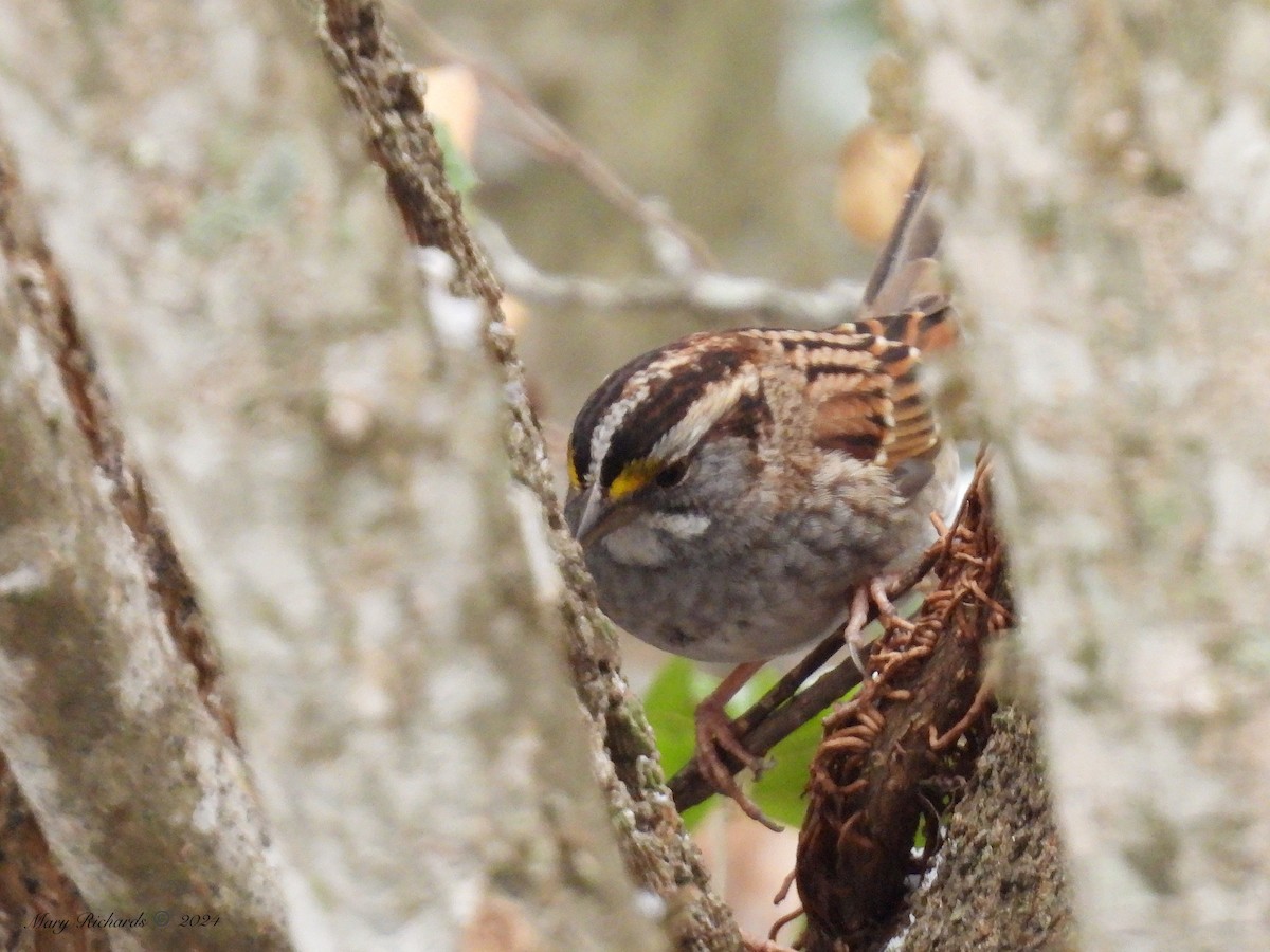 White-throated Sparrow - ML613579021
