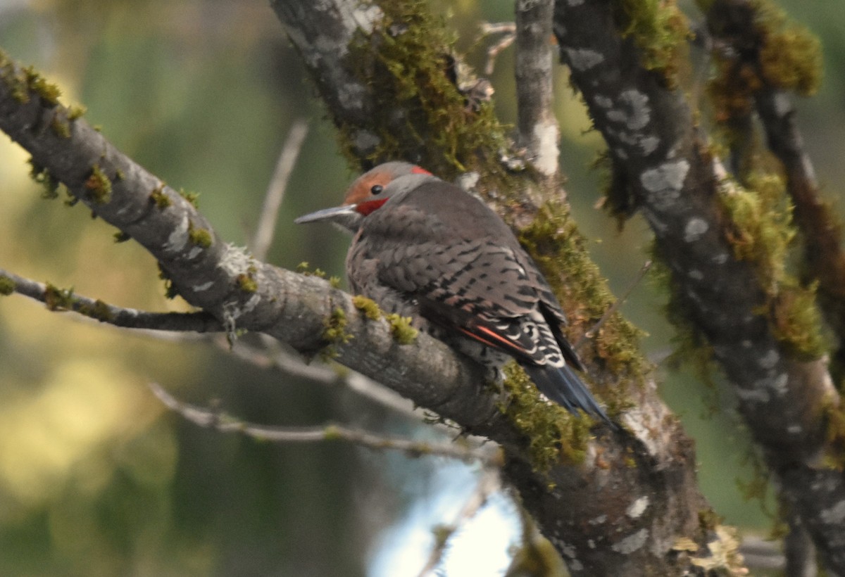 Northern Flicker (Yellow-shafted x Red-shafted) - ML613579067