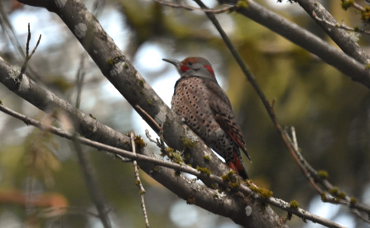 Northern Flicker (Yellow-shafted x Red-shafted) - ML613579069