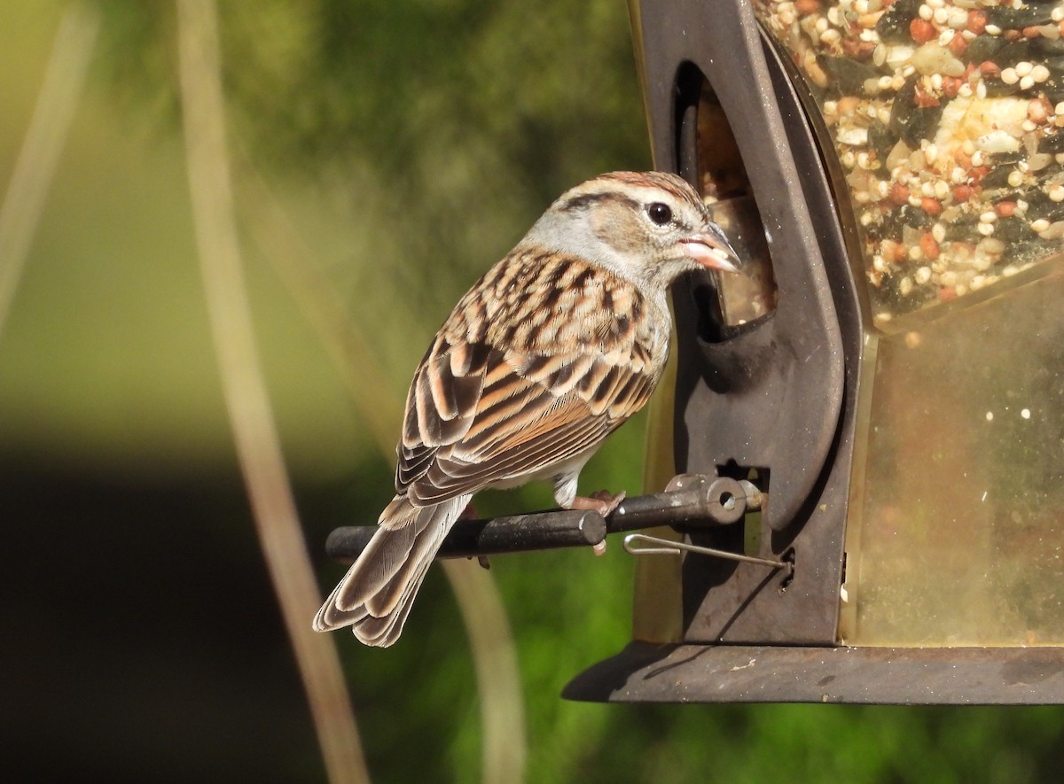 Chipping Sparrow - Kathy Springer