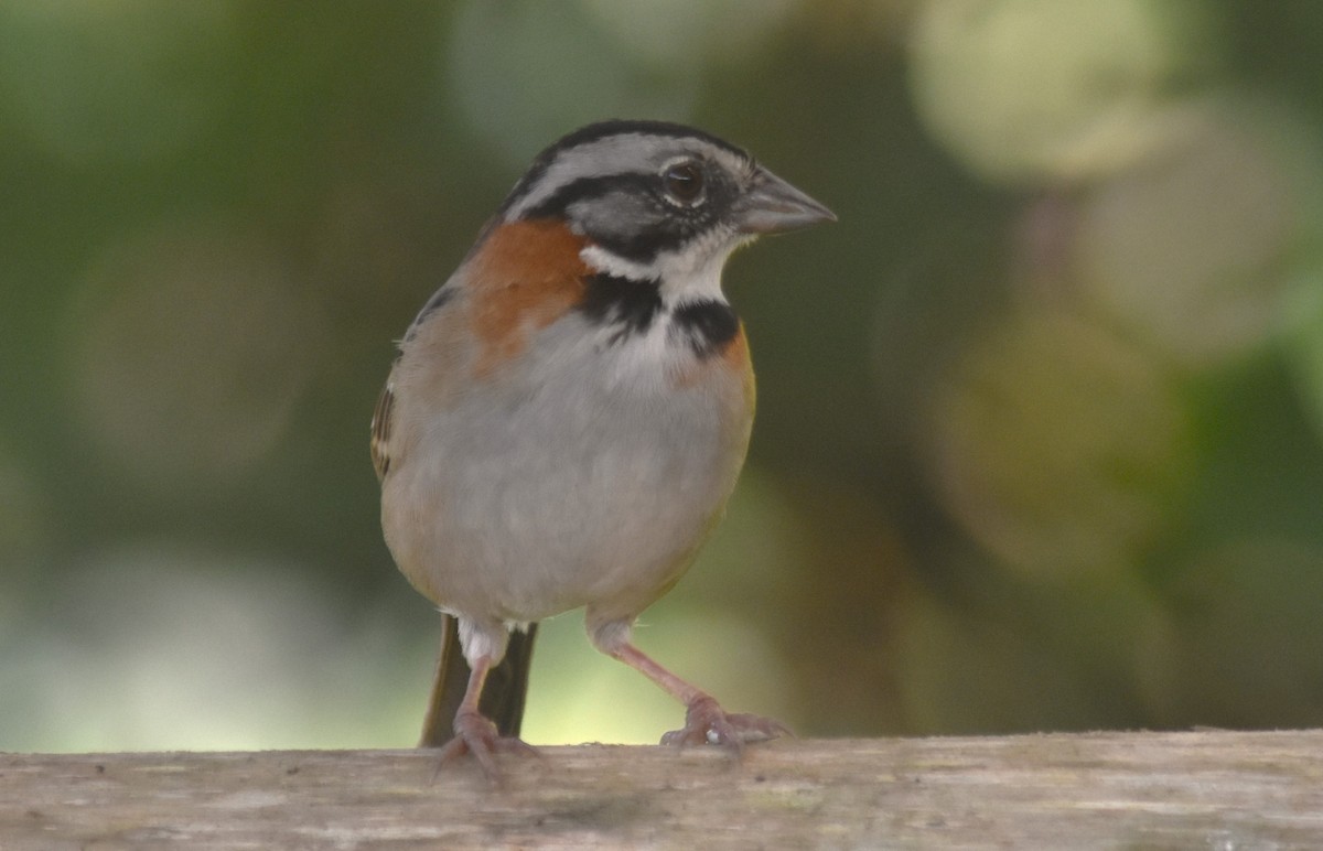 Rufous-collared Sparrow - ML613579427