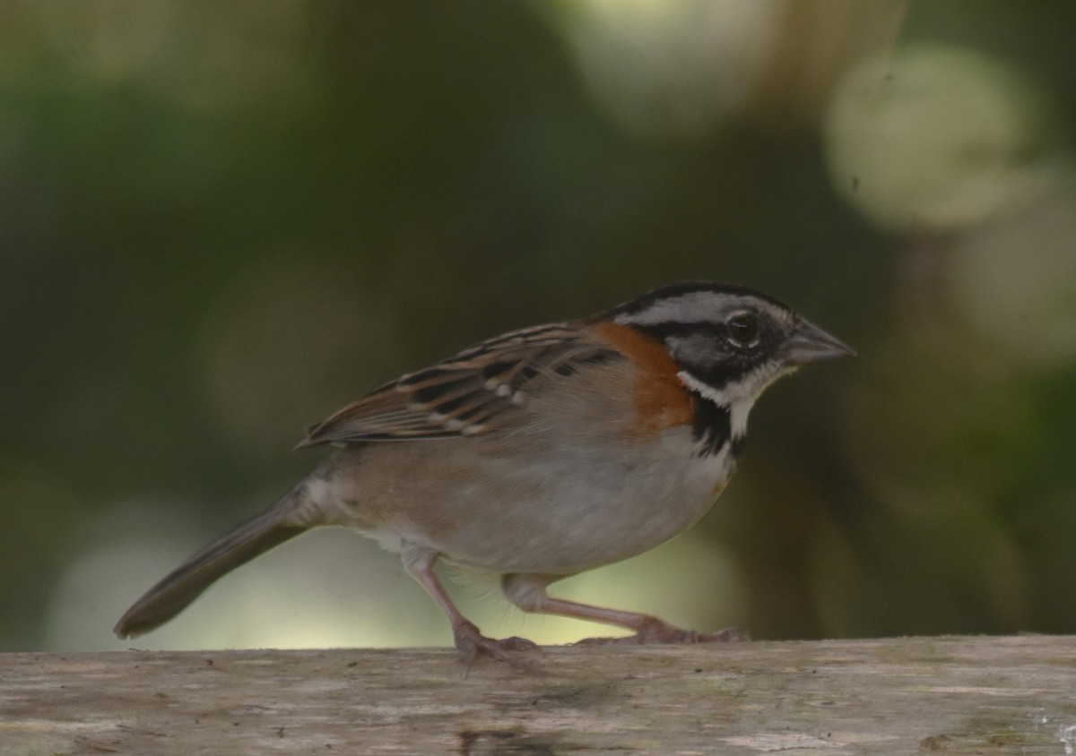 Rufous-collared Sparrow - ML613579428