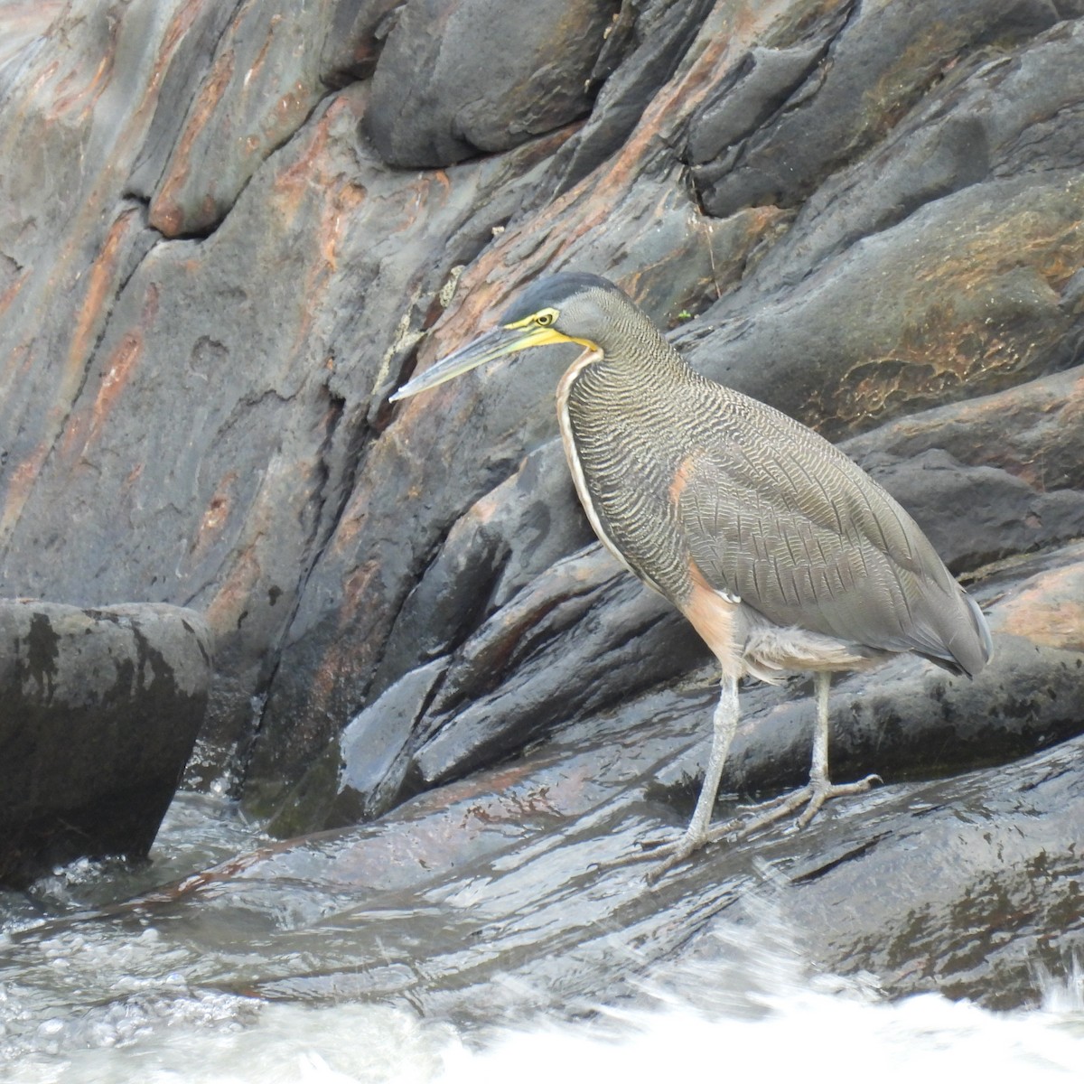 EBird Checklist 4 Jan 2024 Black Rock Lodge 44 Species   1200