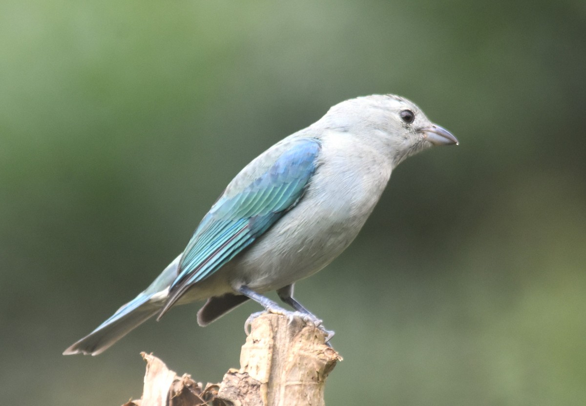 Blue-gray Tanager - ML613579713