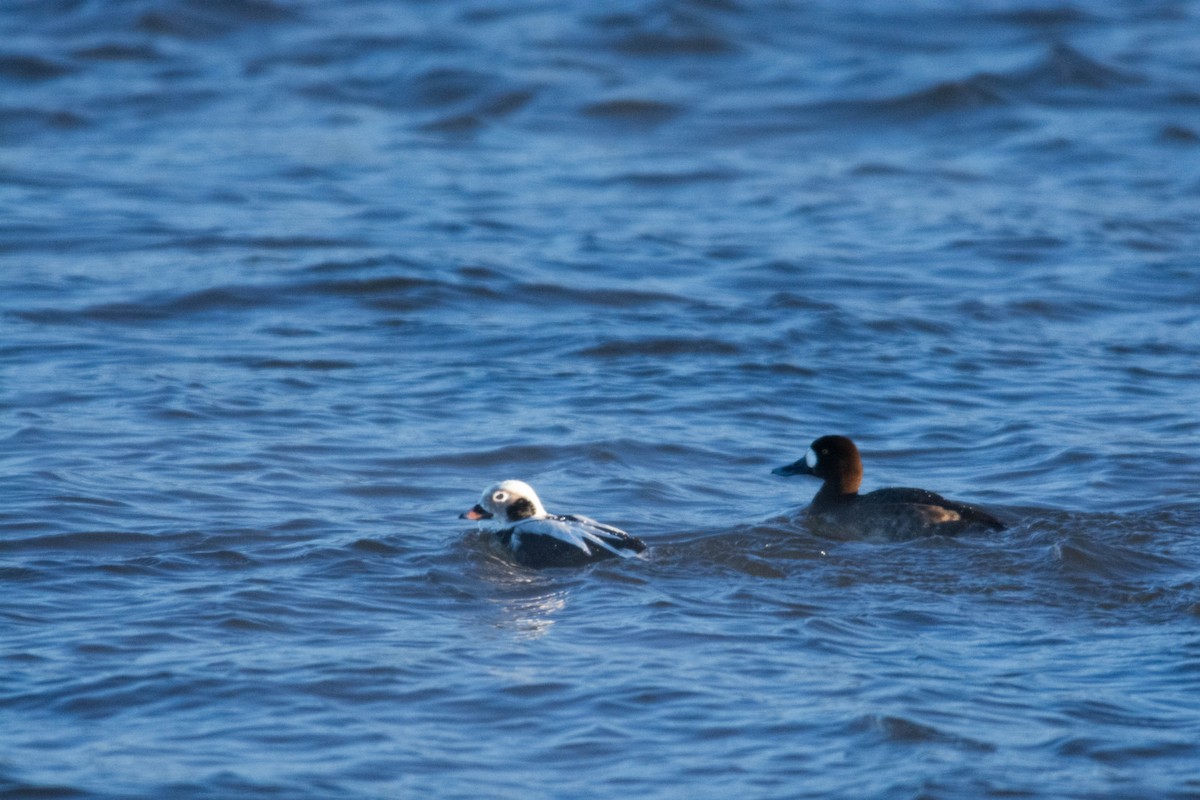 Greater Scaup - ML613579773