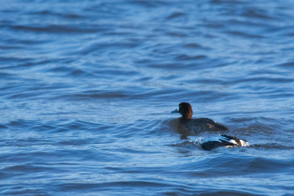 Greater Scaup - ML613579774