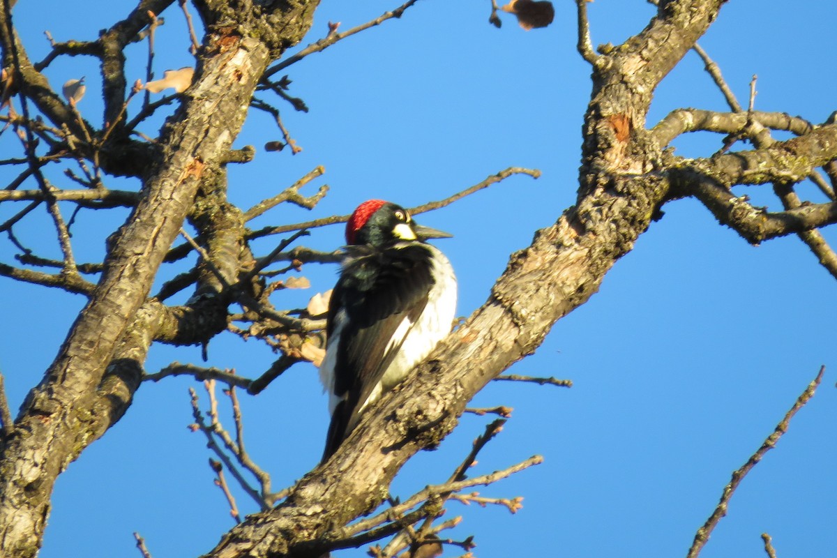 Acorn Woodpecker - Bruce Deuel