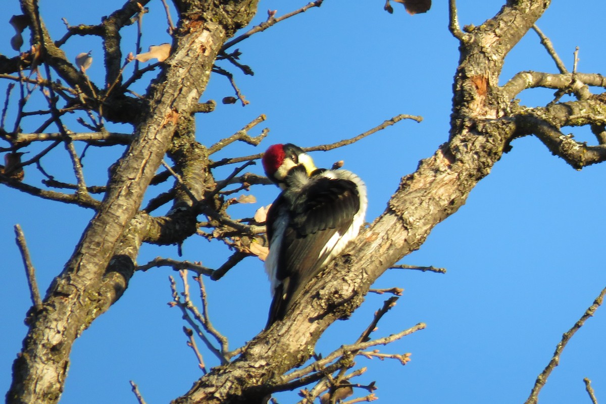 Acorn Woodpecker - ML613580278