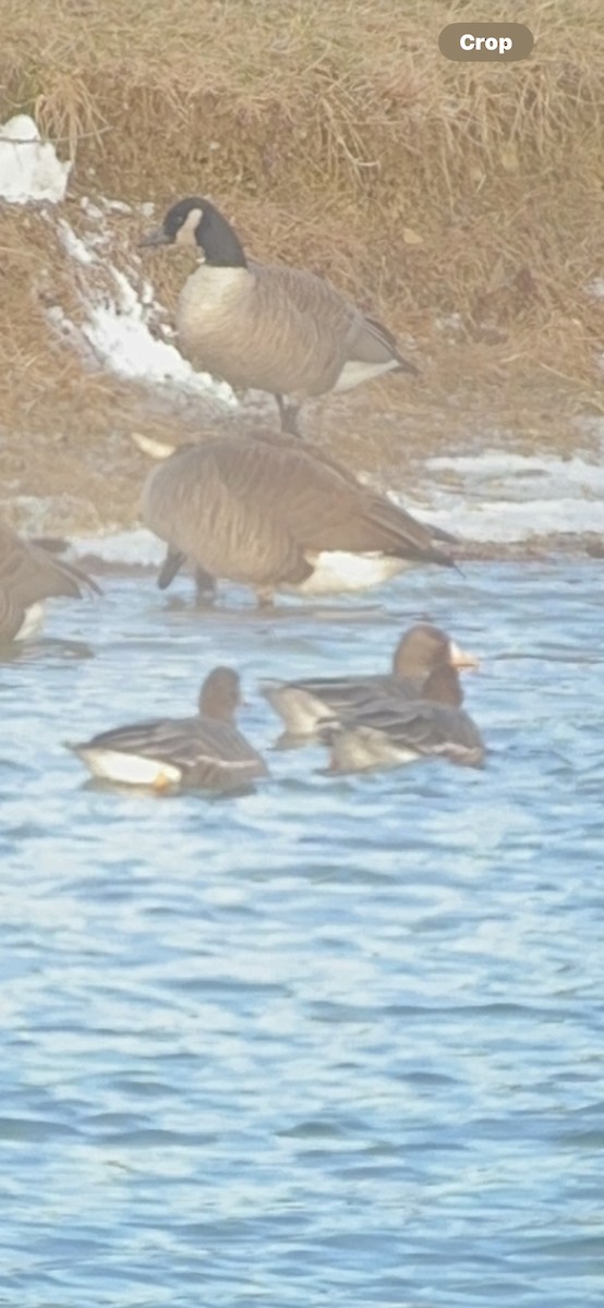 Greater White-fronted Goose - ML613580561